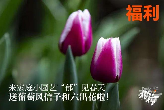 00份新生礼来橙柿过三八节！AG真人登录便携湿巾、100(图2)