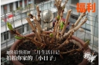 00份新生礼来橙柿过三八节！AG真人登录